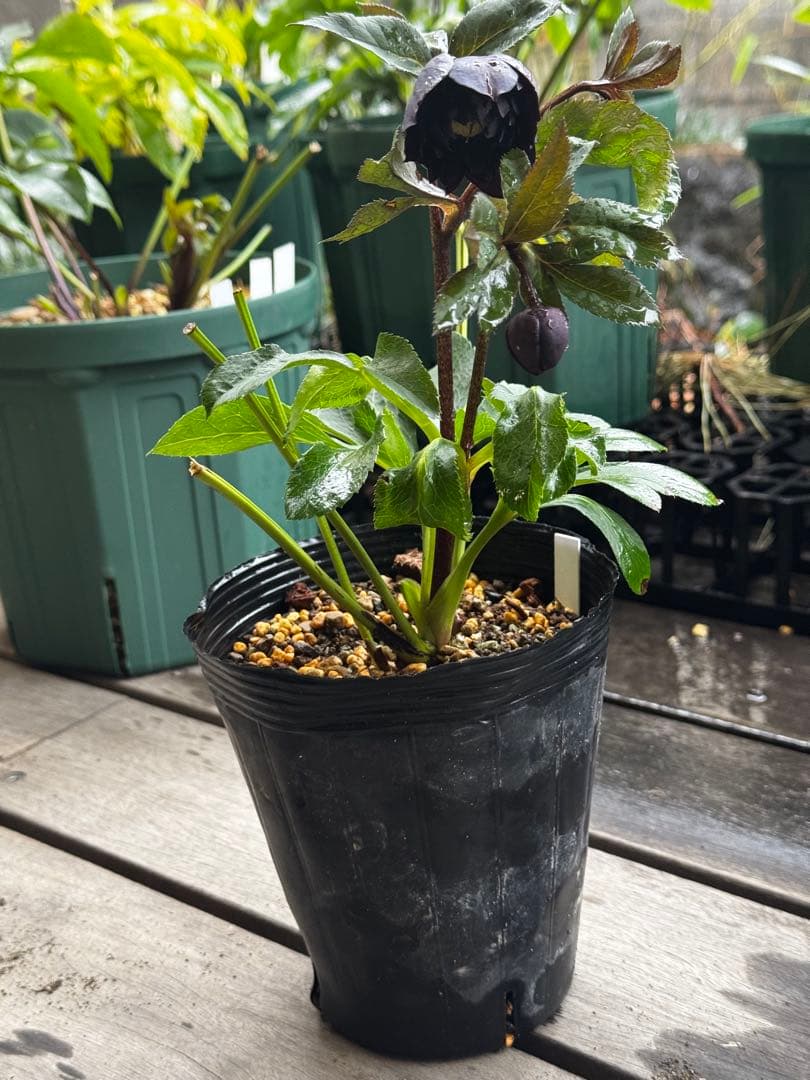 クリスマスローズ 開花株 小輪多弁ブラック(クレオパトラ×美黒姫)