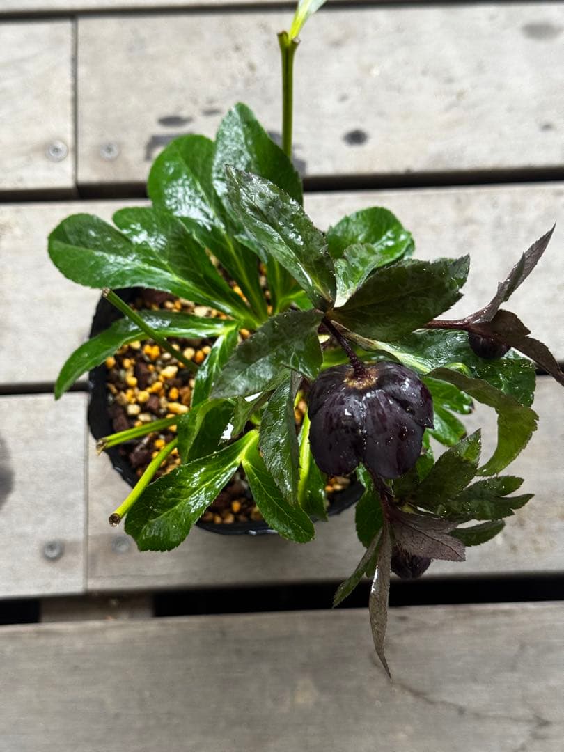 クリスマスローズ 開花株 小輪多弁ブラック(クレオパトラ×美黒姫)