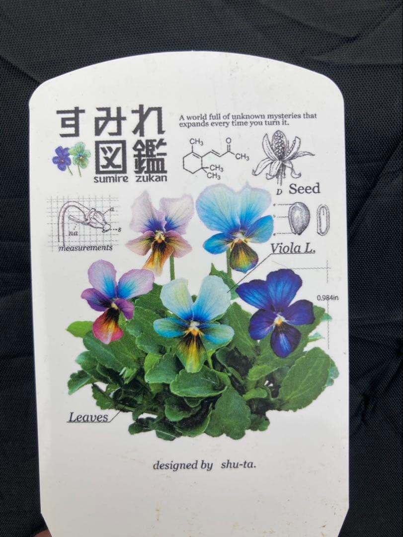 R*U様 すみれ図鑑　ビオラ　超濃　D-1