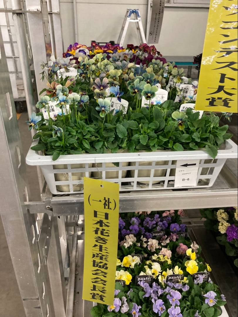 R*U様 すみれ図鑑　ビオラ　超濃　D-1