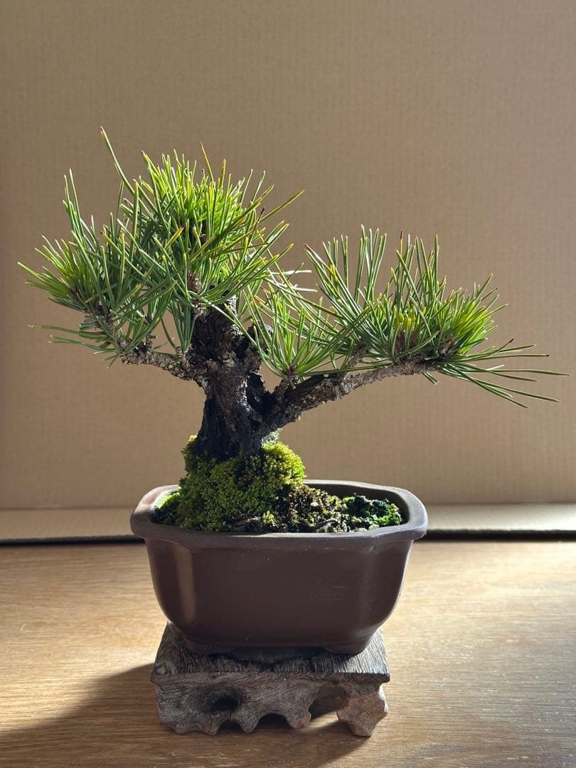 盆栽 小品盆栽 錦松(夢錦)-2