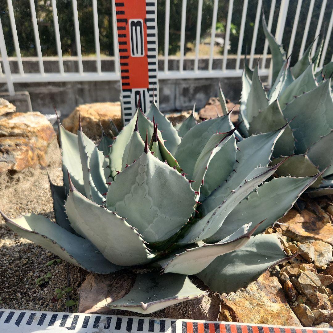 パリートランカータ