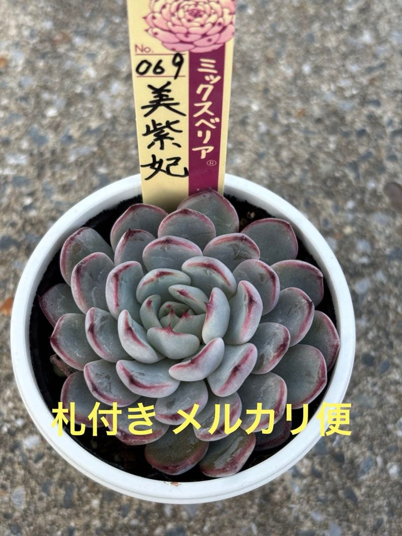 超希少 おらいさん苗 ミックスベリア 美紫妃 札付き 極上株 多肉植物