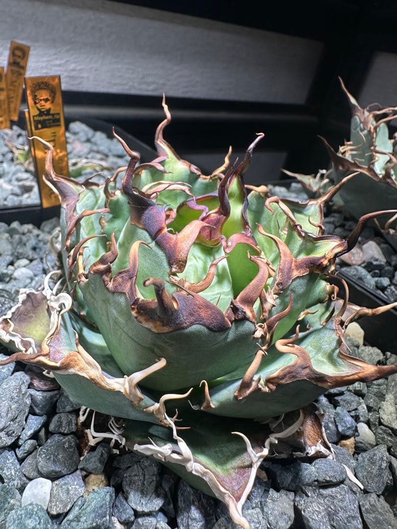 ⭐︎ オテロイ実生 選抜株 Brownie