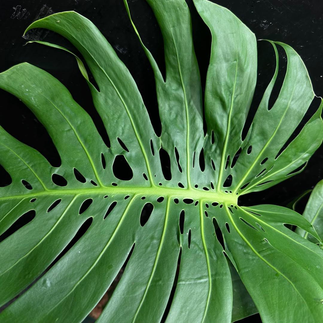 P*Y様 モンステラデリシオーサマクロコズム超希少系統鉢植え