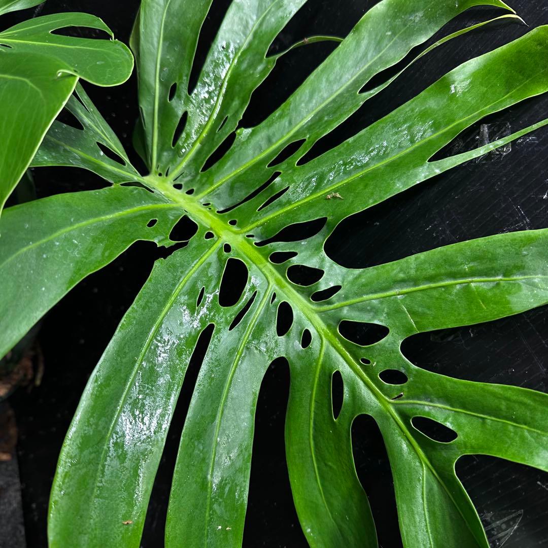 P*Y様 モンステラデリシオーサマクロコズム超希少系統鉢植え