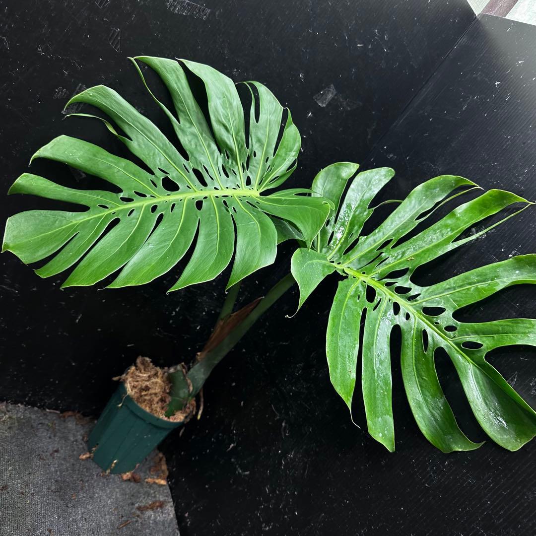 P*Y様 モンステラデリシオーサマクロコズム超希少系統鉢植え