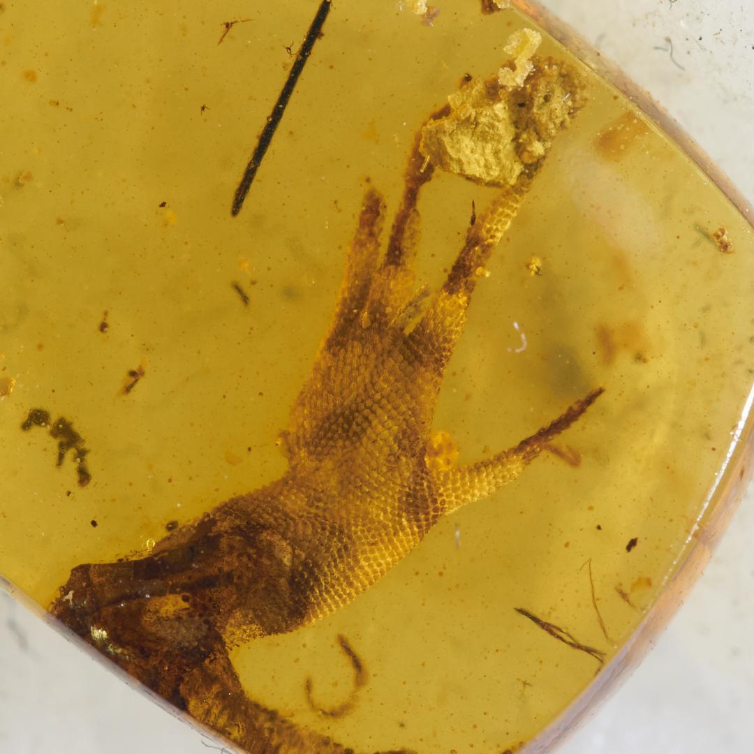 レア極上品 PA0014虫入り琥珀化石　ミャンマーカムティかタナイ9900万年前