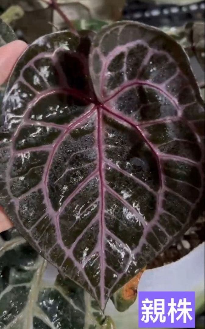 ま*ん様 アンスリウム　ミシェル