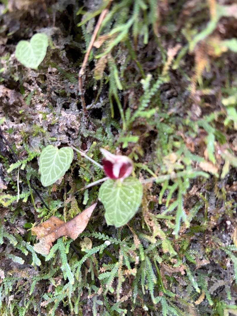 ア*ン様 ⭐︎ Corybas pictus 超小型コリバス・ピクタス