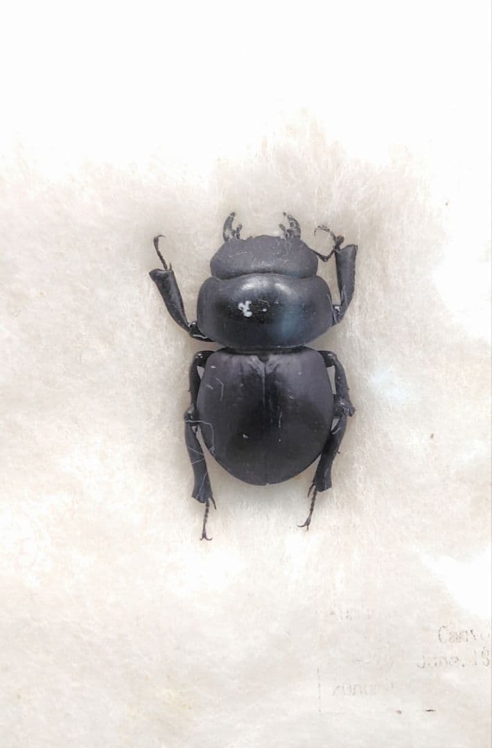 Aptrocyclus honoluluensis 標本 ハワイハネナシクワガタ