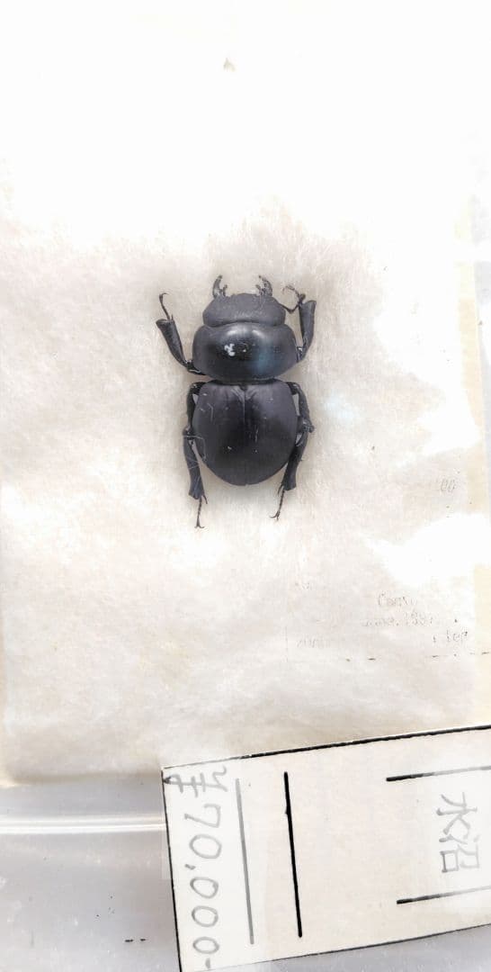 Aptrocyclus honoluluensis 標本 ハワイハネナシクワガタ