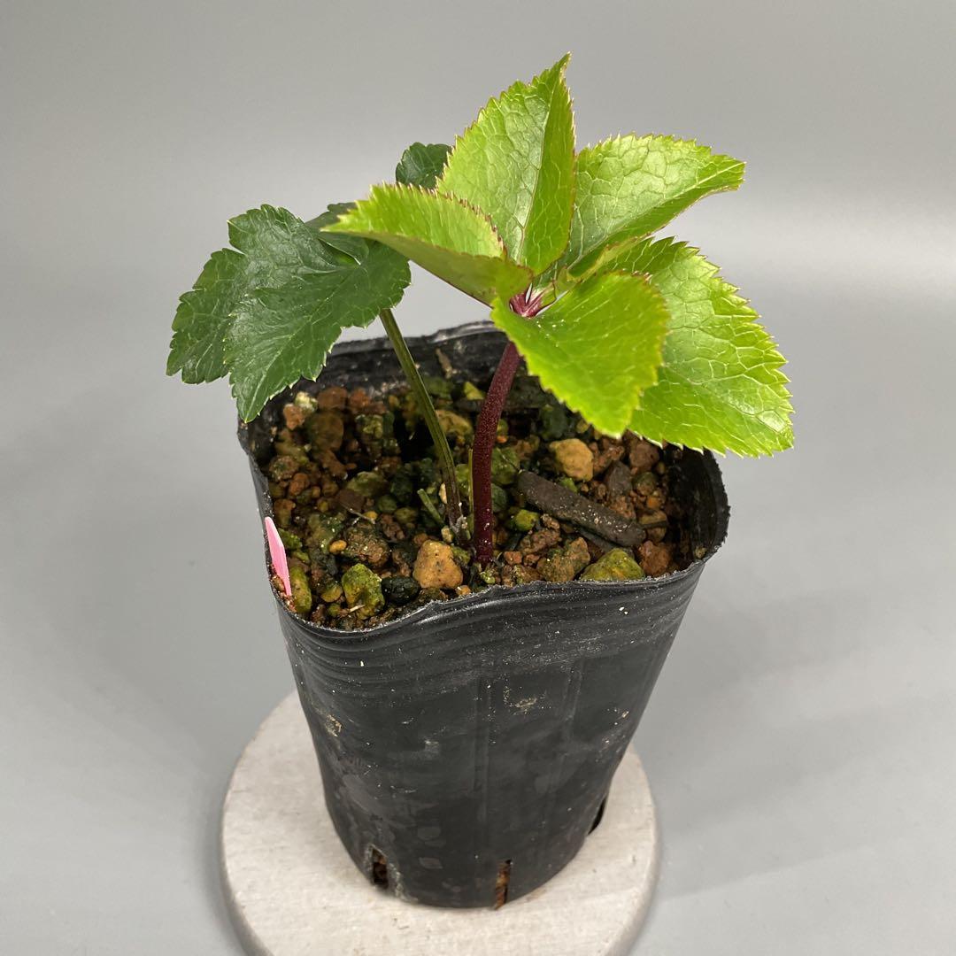 クリスマスローズ小苗 ♀ピンクホワイト×♂ピンクイエロー&グロスブラックセルフ