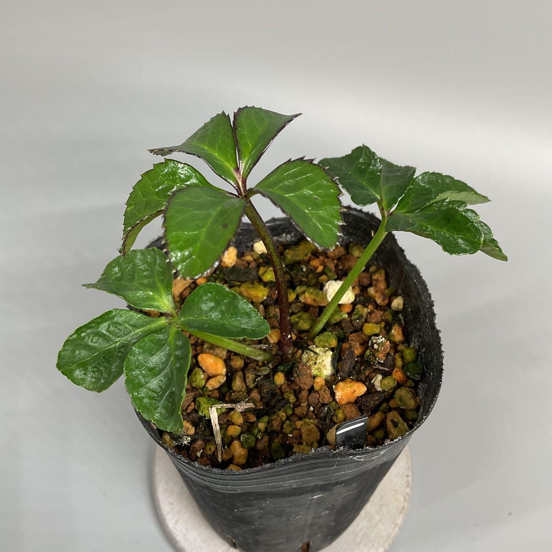 クリスマスローズ小苗 ♀ピンクホワイト×♂ピンクイエロー&グロスブラックセルフ