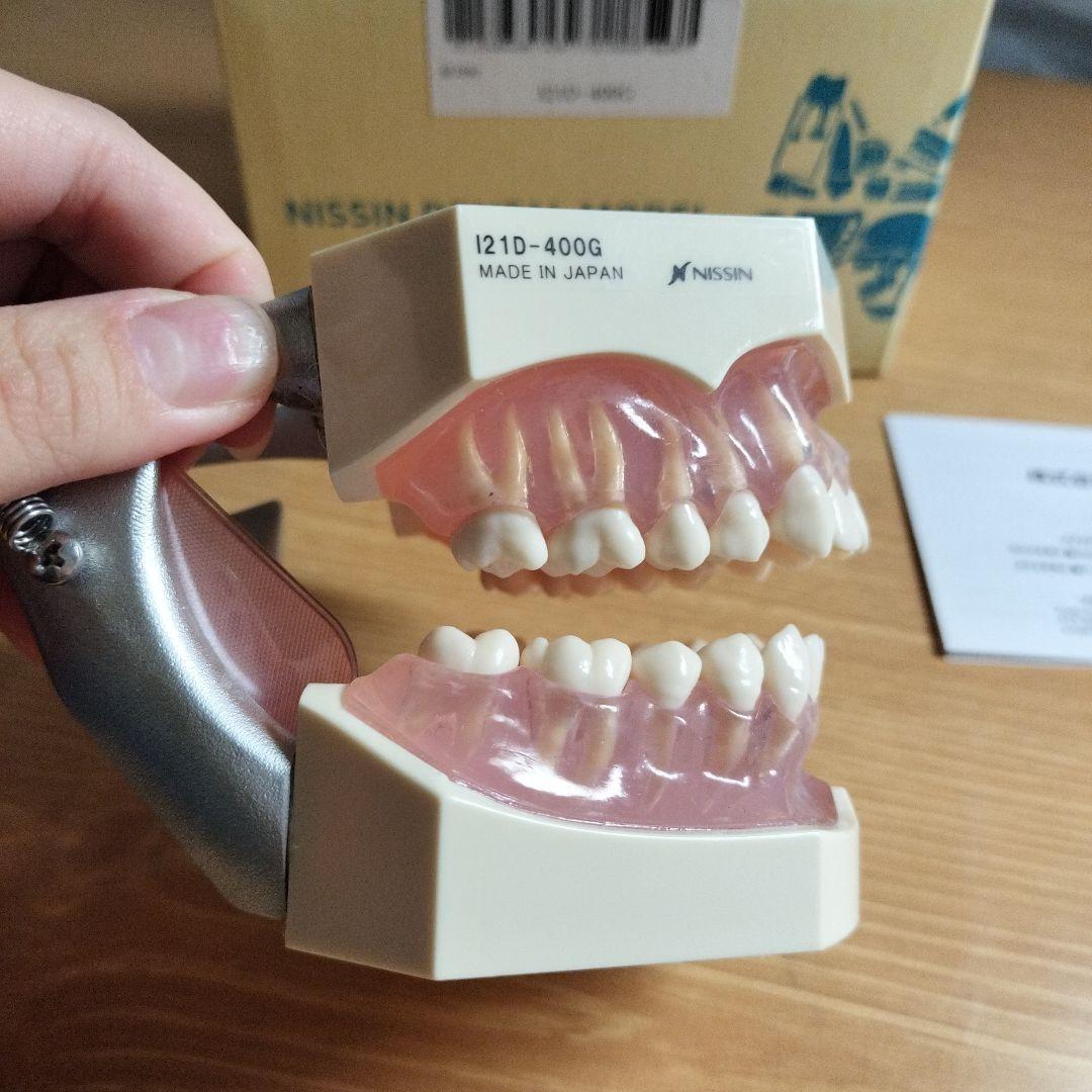 v*w様 NISSIN ニッシン デンタルモデル 顎模型 i21d-400g