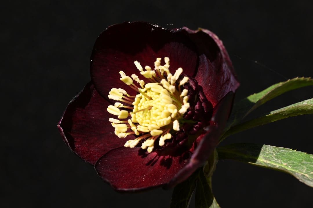 クリスマスローズ　最新花！sdキラメキ✩チョコレート　加藤農園