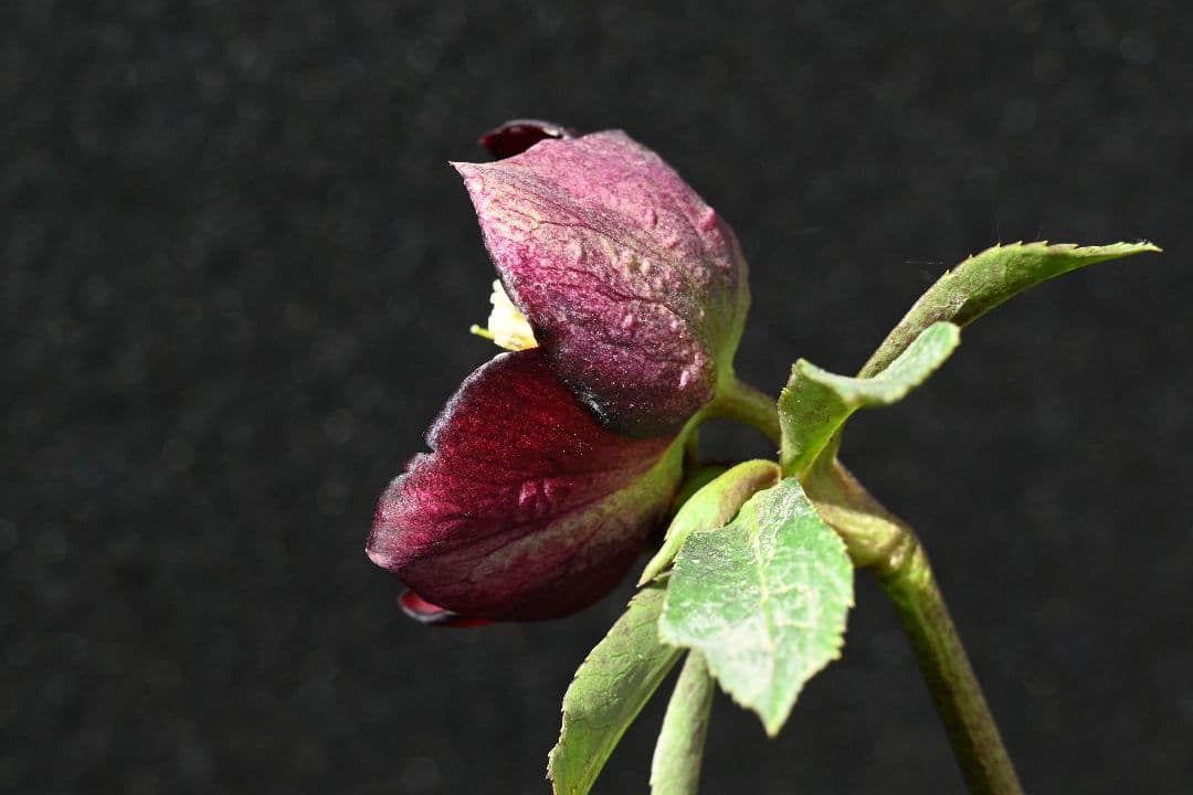 クリスマスローズ　最新花！sdキラメキ✩チョコレート　加藤農園