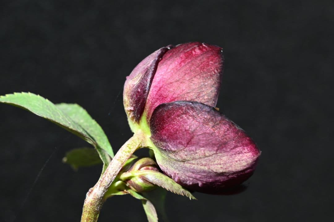 クリスマスローズ　最新花！sdキラメキ✩チョコレート　加藤農園