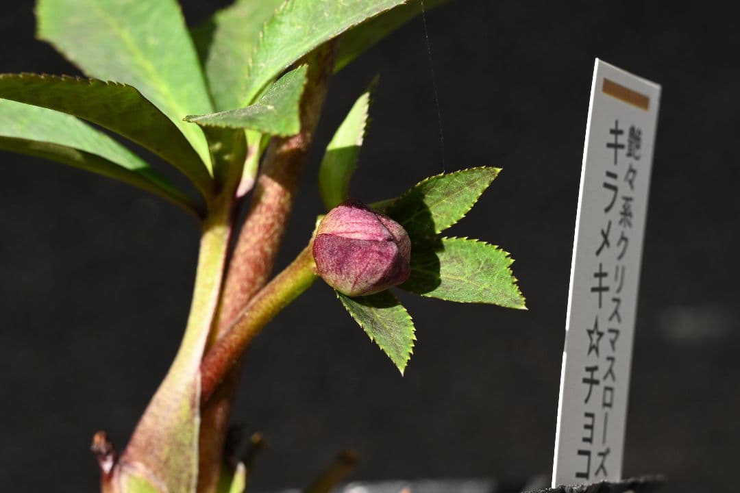 クリスマスローズ　最新花！sdキラメキ✩チョコレート　加藤農園