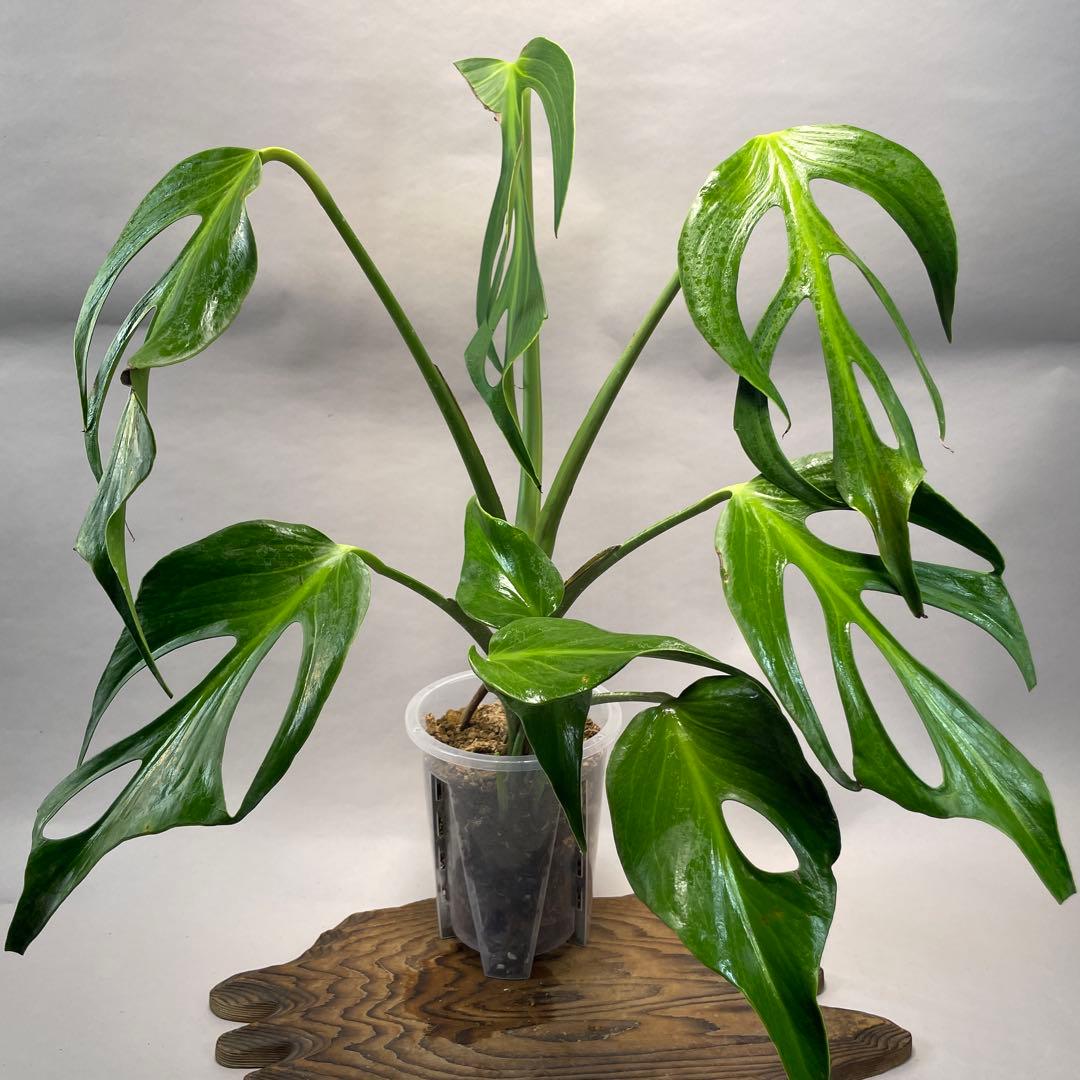 a*u様 a 42 モンステラ バールマルクスフレーム