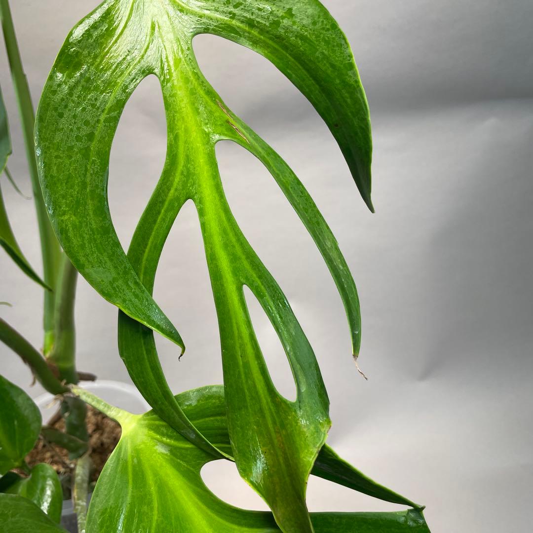 a*u様 a 42 モンステラ バールマルクスフレーム