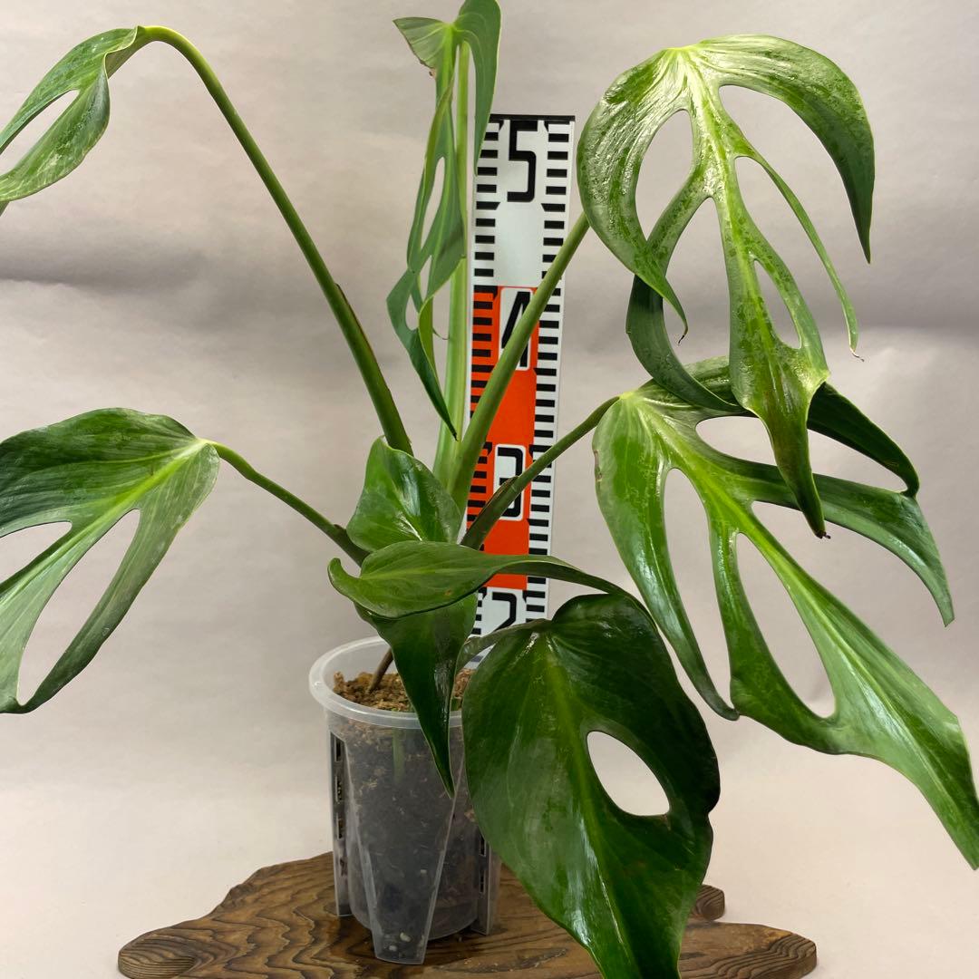 a*u様 a 42 モンステラ バールマルクスフレーム