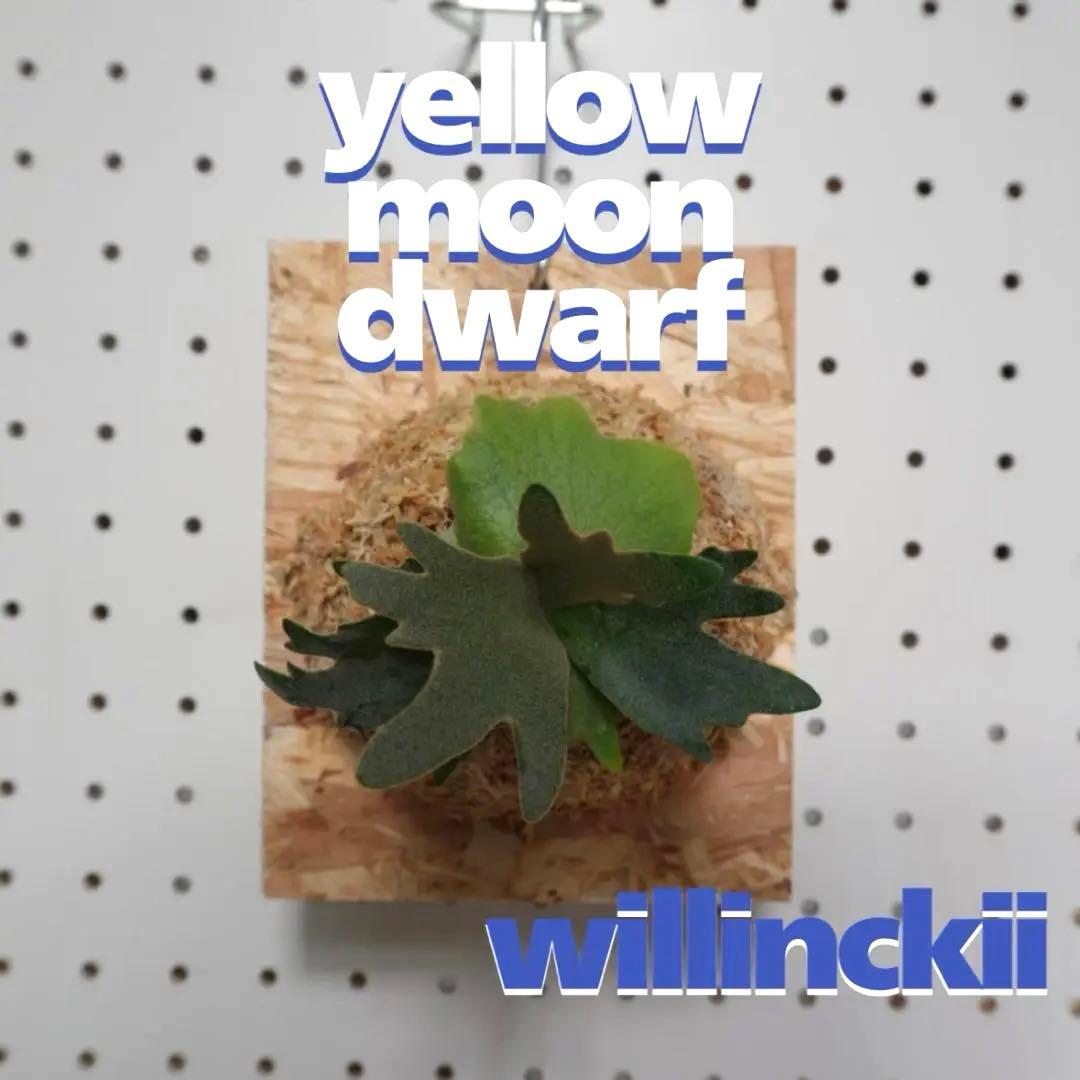 ビカクシダ YMDS ウィリンキー系 イエロームーンドワーフ　スポア