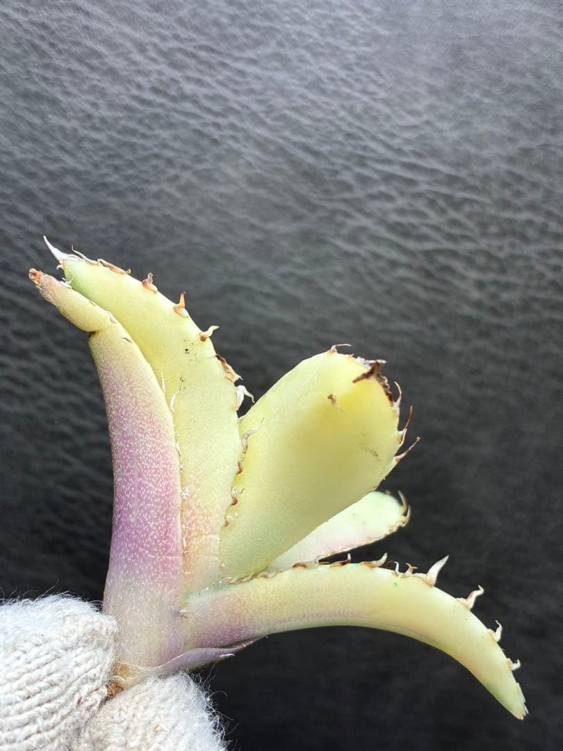 ガ*N様 カベ チタノタ「白鯨錦」中斑入り 珍しいカラー 鮮やかなピンク