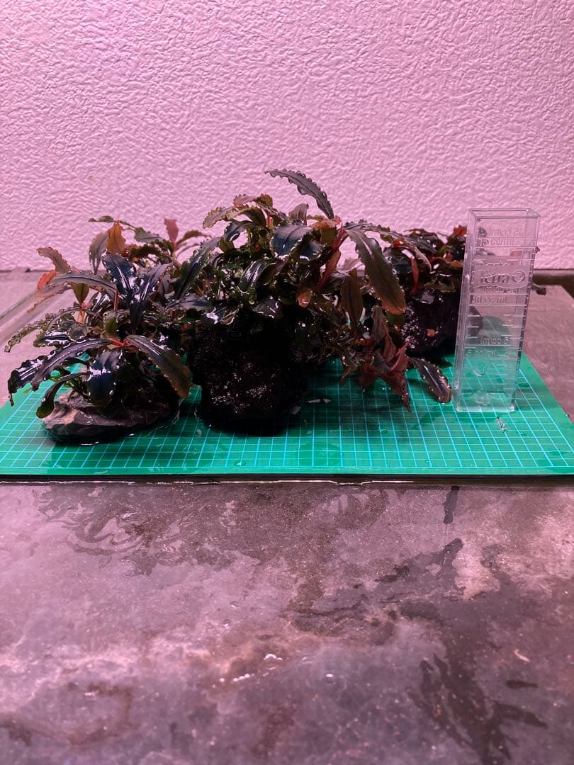 ブセファランドラ レッドスコーピオン