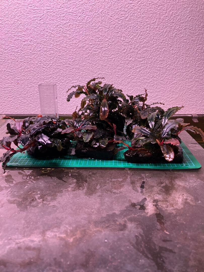 ブセファランドラ レッドスコーピオン