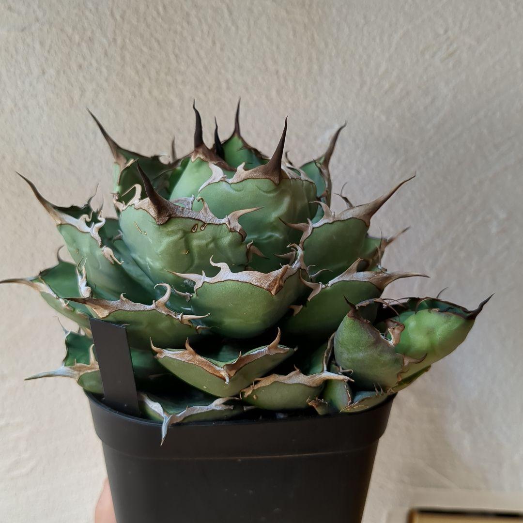 チタノタ　ペルシアンドワーフ　イラン株