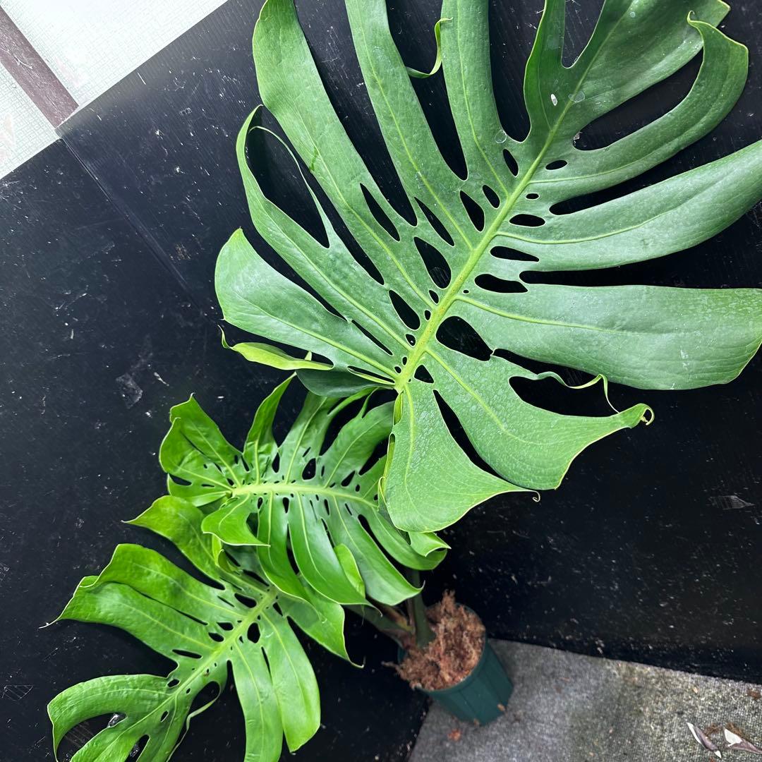 癒*ゝ様 モンステラデリシオーサマクロコズム超希少系統鉢植え78㎝
