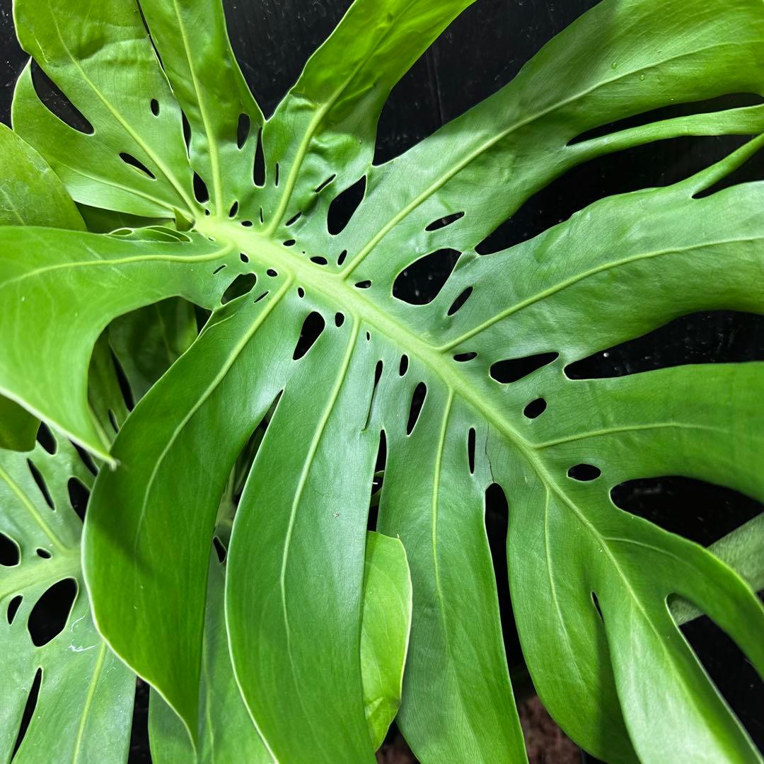 癒*ゝ様 モンステラデリシオーサマクロコズム超希少系統鉢植え78㎝