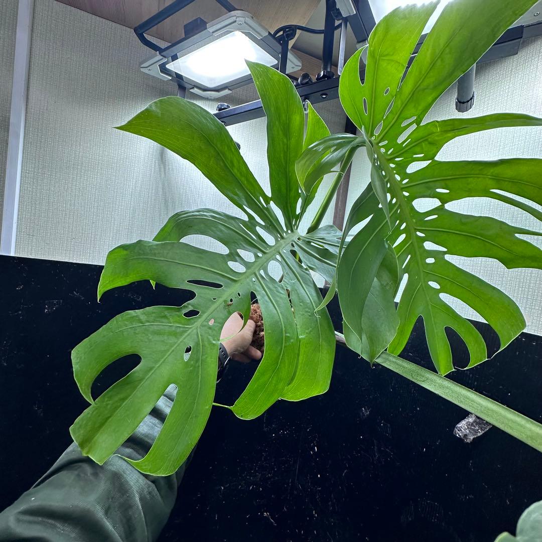 癒*ゝ様 モンステラデリシオーサマクロコズム超希少系統鉢植え78㎝