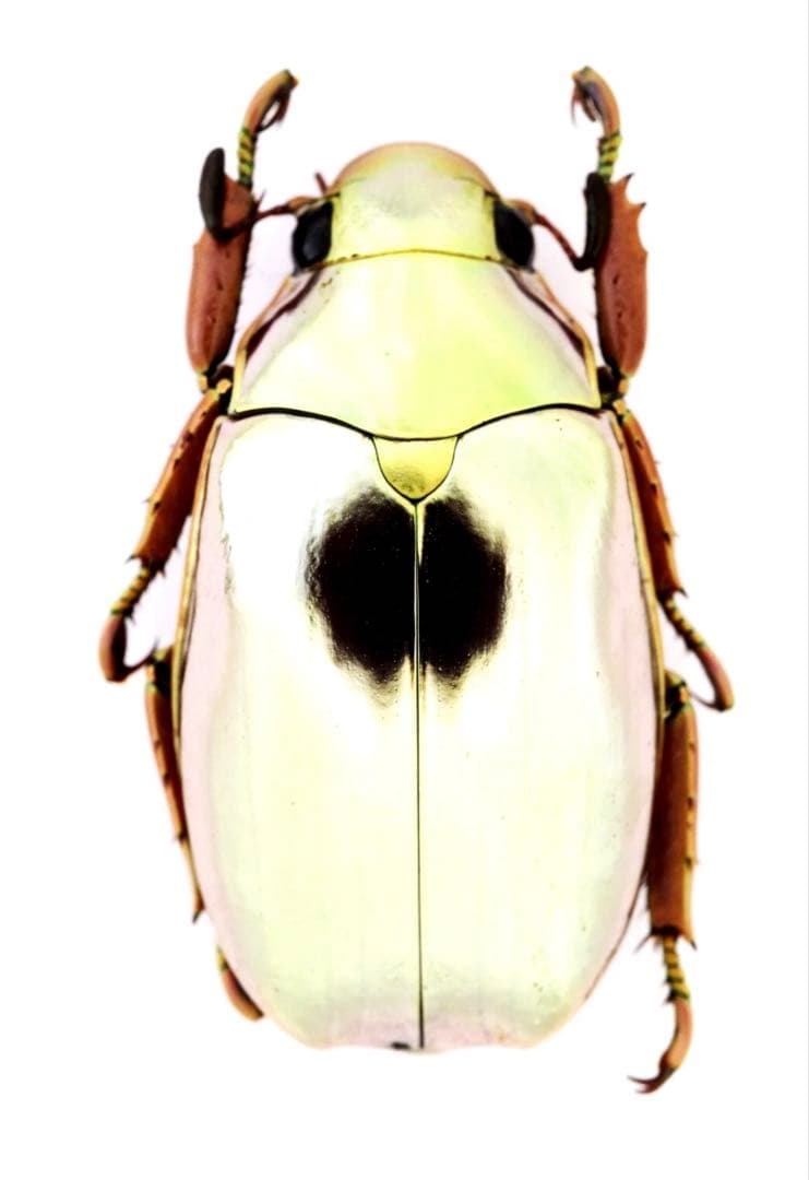 オプティマプラチナコガネ！標本！075