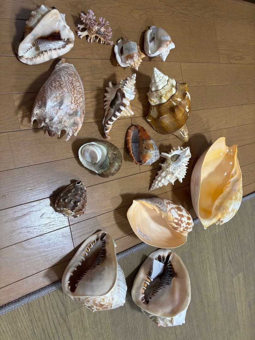 Meyo 7175　　貝殻10点