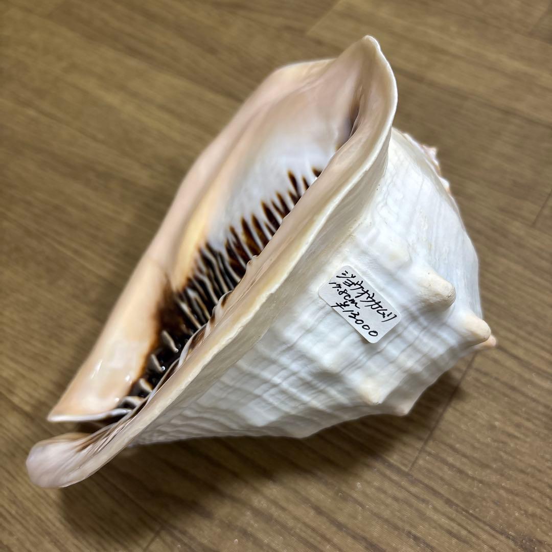 Meyo 7175　　貝殻10点