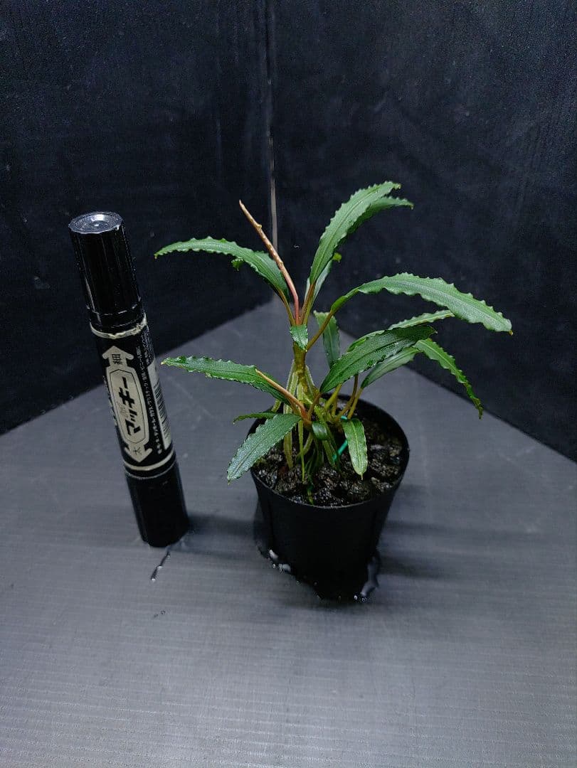 ブセファランドラ sp. ララズ