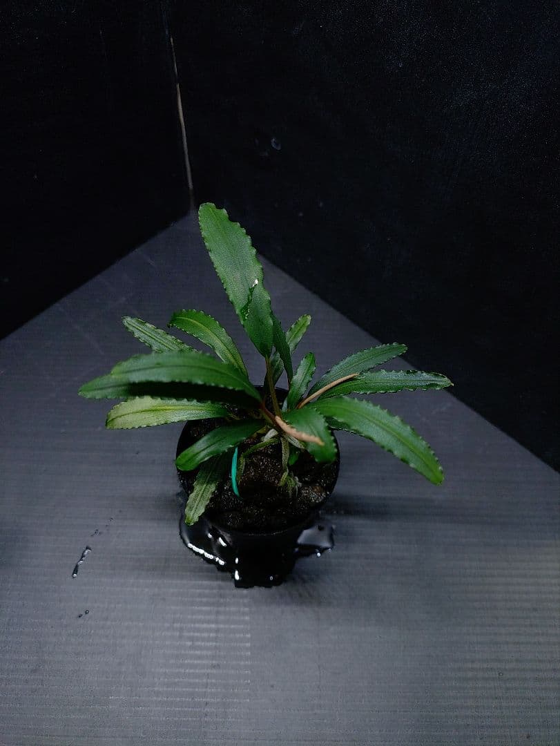 ブセファランドラ sp. ララズ