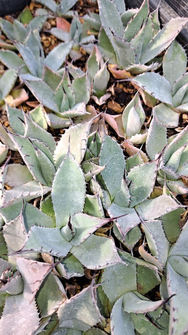 アガベ　パリーホーチエンシス　トレーごと