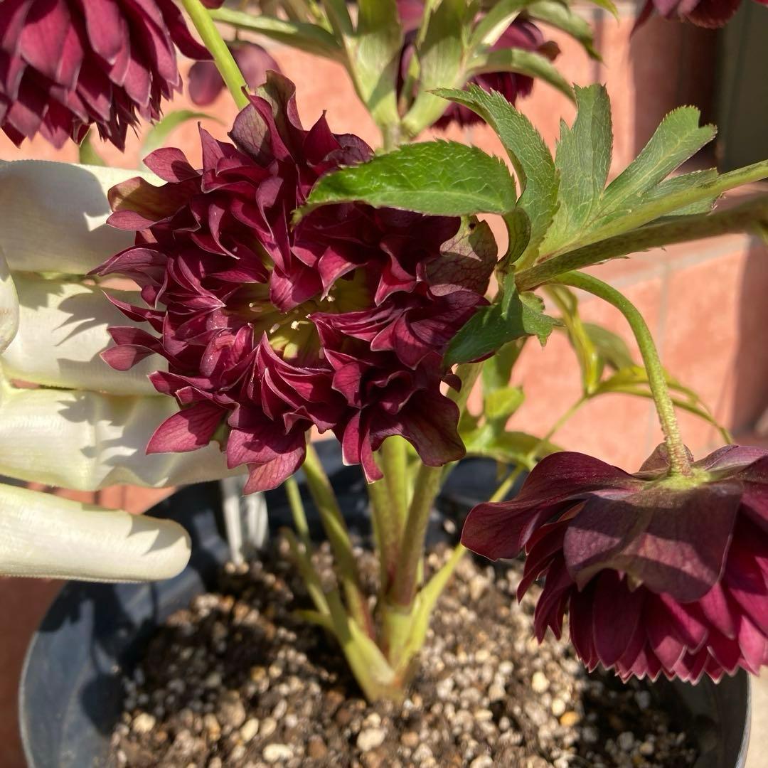 クリスマスローズ開花株 広瀬園芸鮮やかなレッドクレオパトラ系