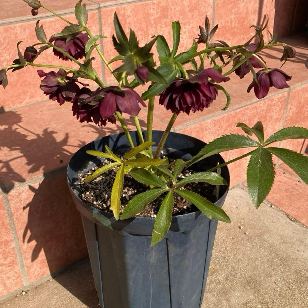 クリスマスローズ開花株 広瀬園芸鮮やかなレッドクレオパトラ系