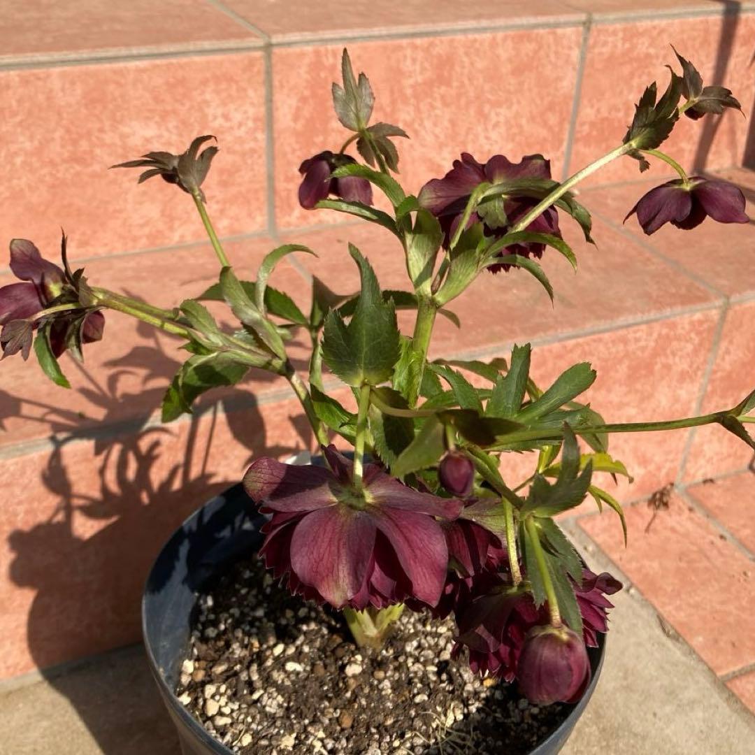 クリスマスローズ開花株 広瀬園芸鮮やかなレッドクレオパトラ系