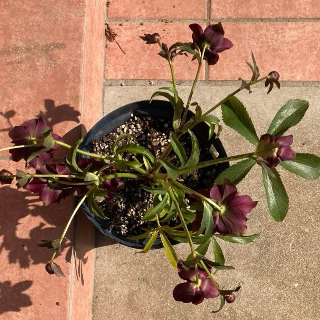 クリスマスローズ開花株 広瀬園芸鮮やかなレッドクレオパトラ系