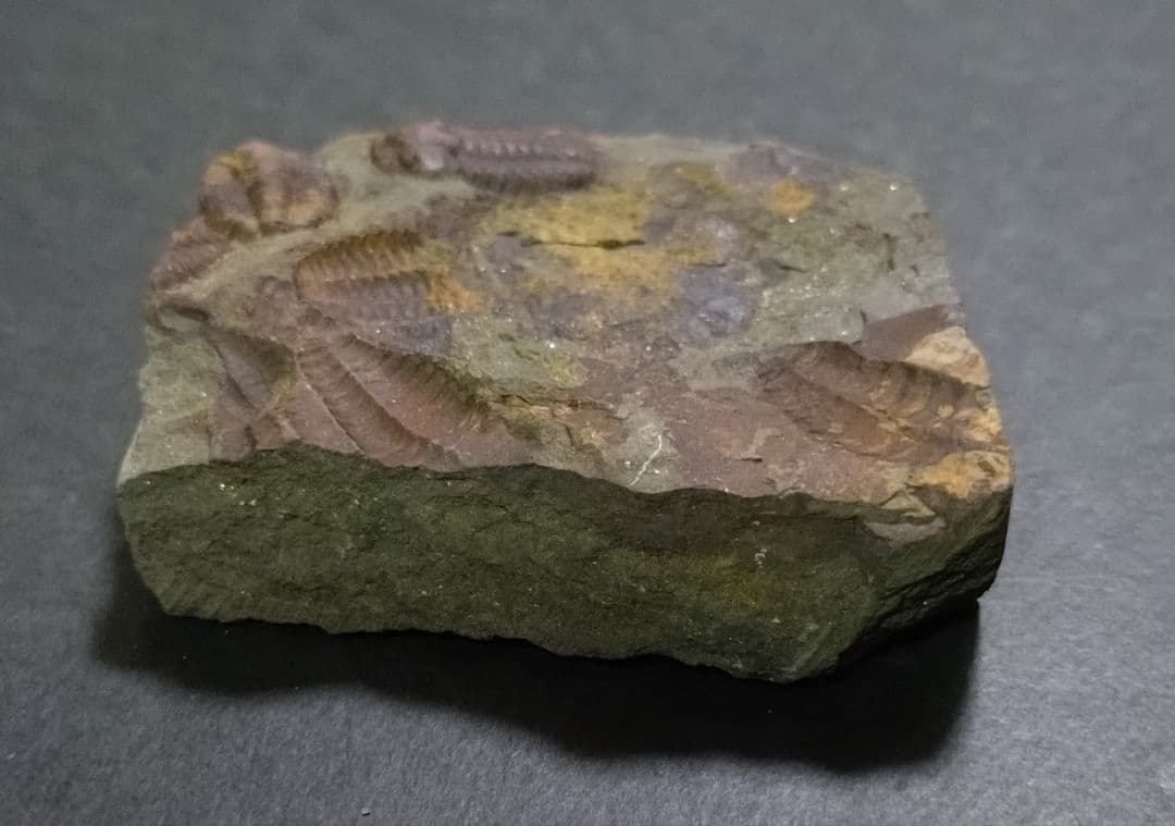 【カンブリア紀】チェツェ産　三葉虫 エリプソセファルス・ホッフィの群集化石