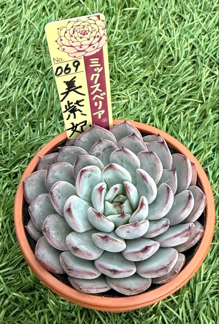 多肉植物 エケベリア おらいさん苗 ミックスベリア 美紫妃 ①