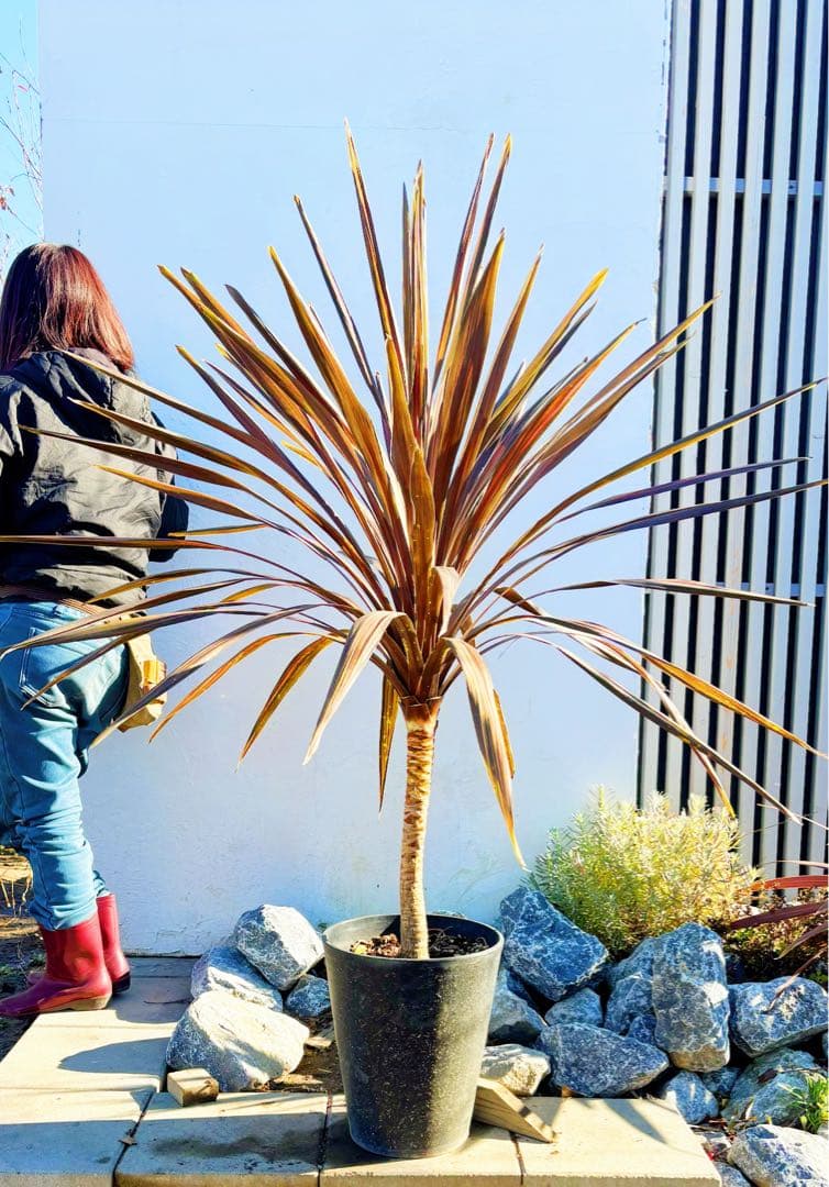 超大株！コルジリネ コーヒークラシック1.5M(鉢底から)期間限定セール☆品番C