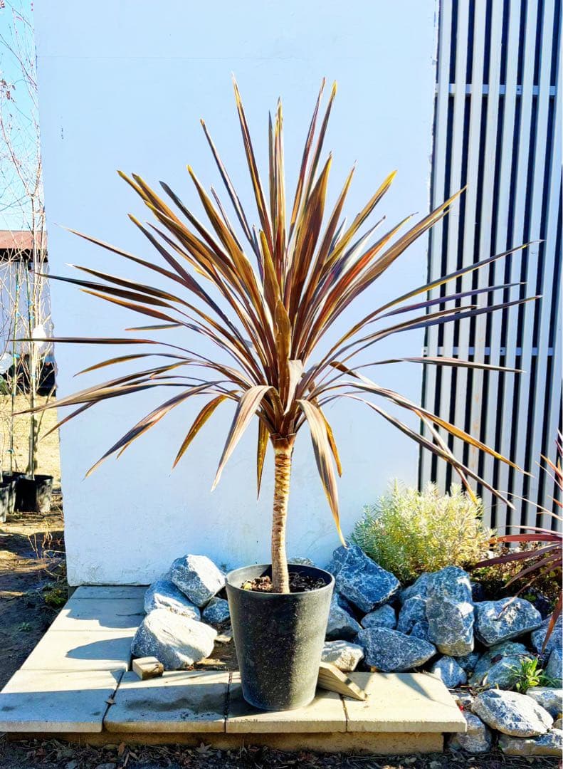 超大株！コルジリネ コーヒークラシック1.5M(鉢底から)期間限定セール☆品番C