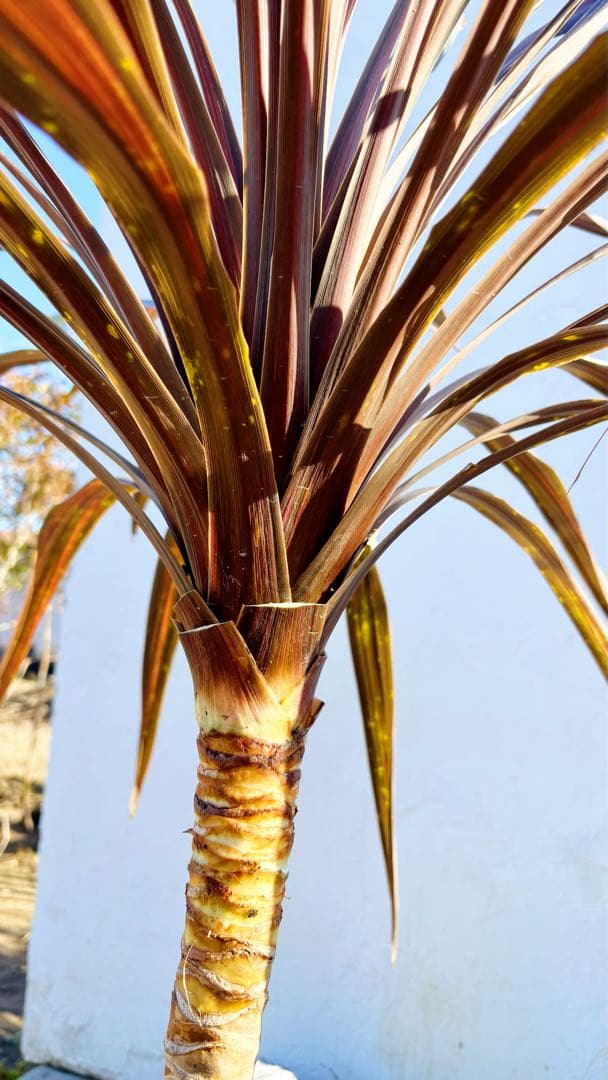 超大株！コルジリネ コーヒークラシック1.5M(鉢底から)期間限定セール☆品番C