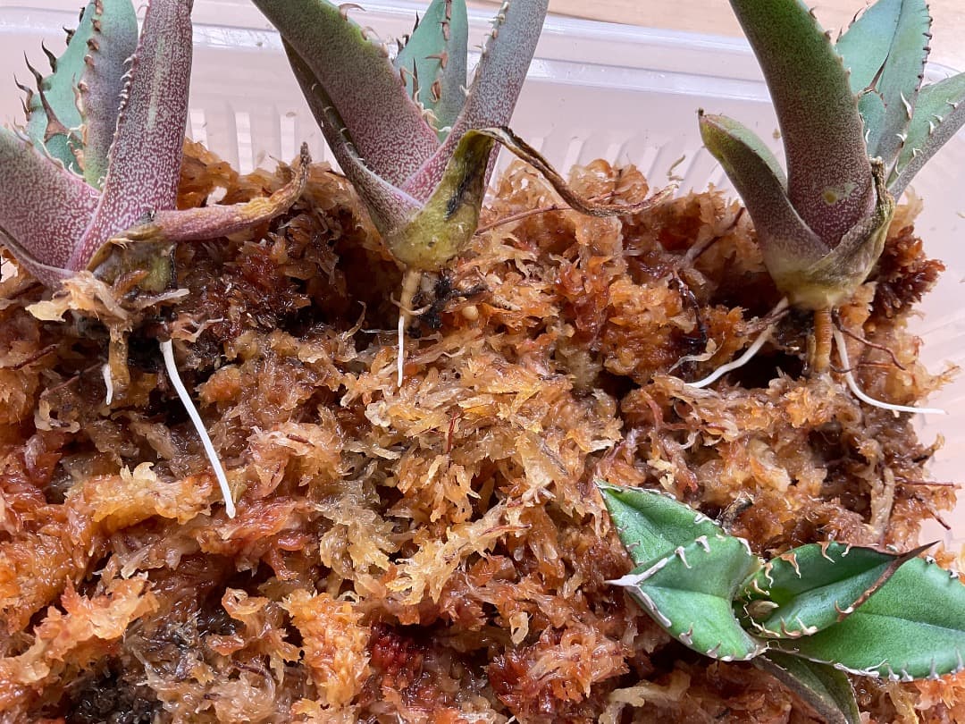 カイマン　アガベ